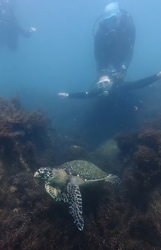 Nade ao lado de tartarugas marinhas